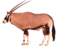 Gemsbok