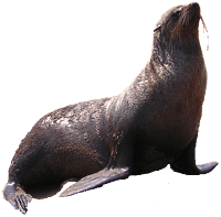 Seal