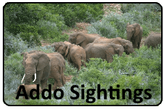 Addo Elephant Sightings Group