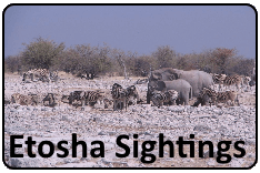 Etosha Sightings Group