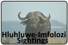 Hluhluwe-Imfolozi Sightings Group