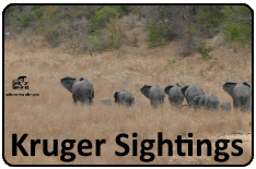 Kruger Sightings Group