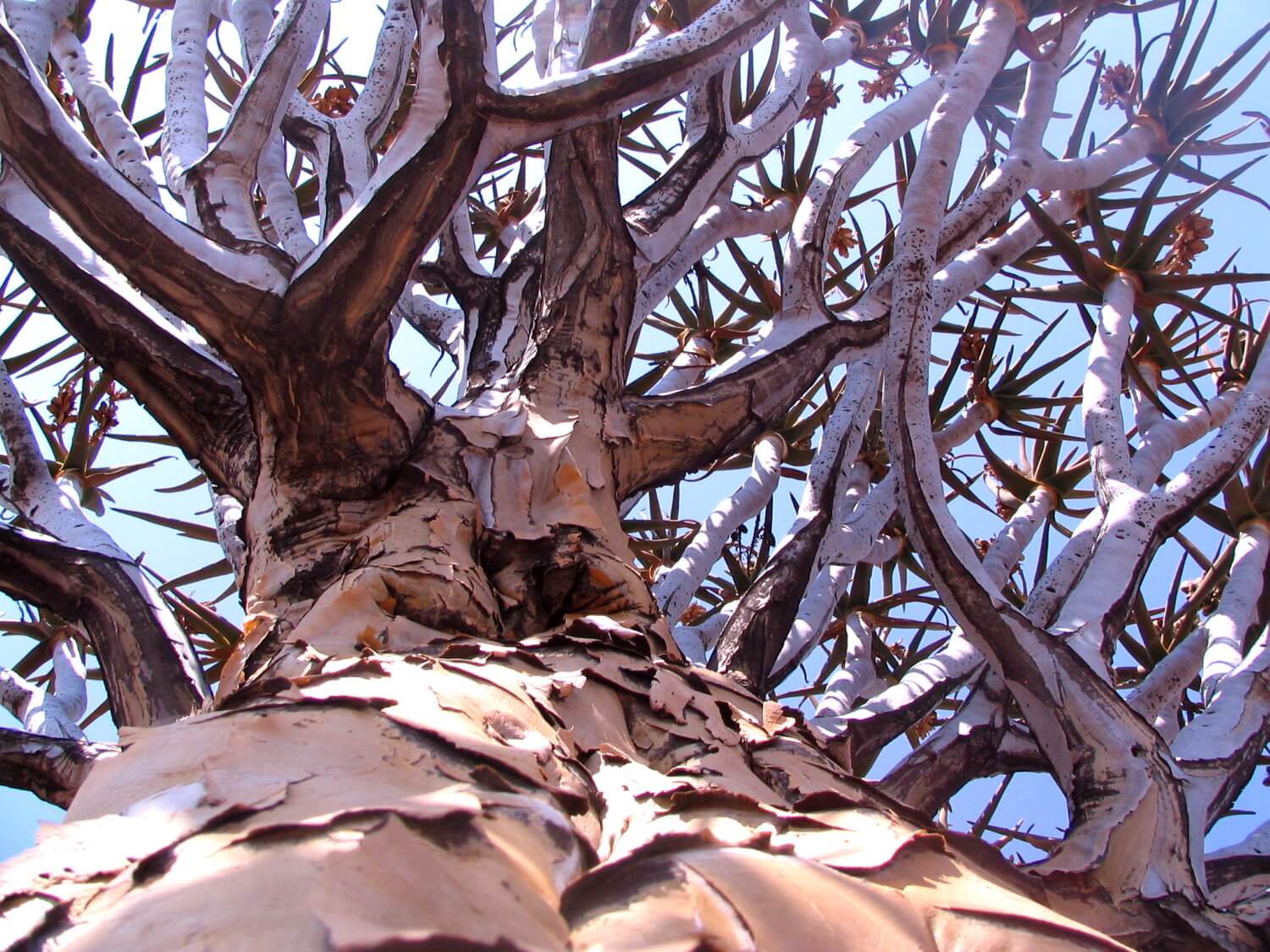 Quiver Tree