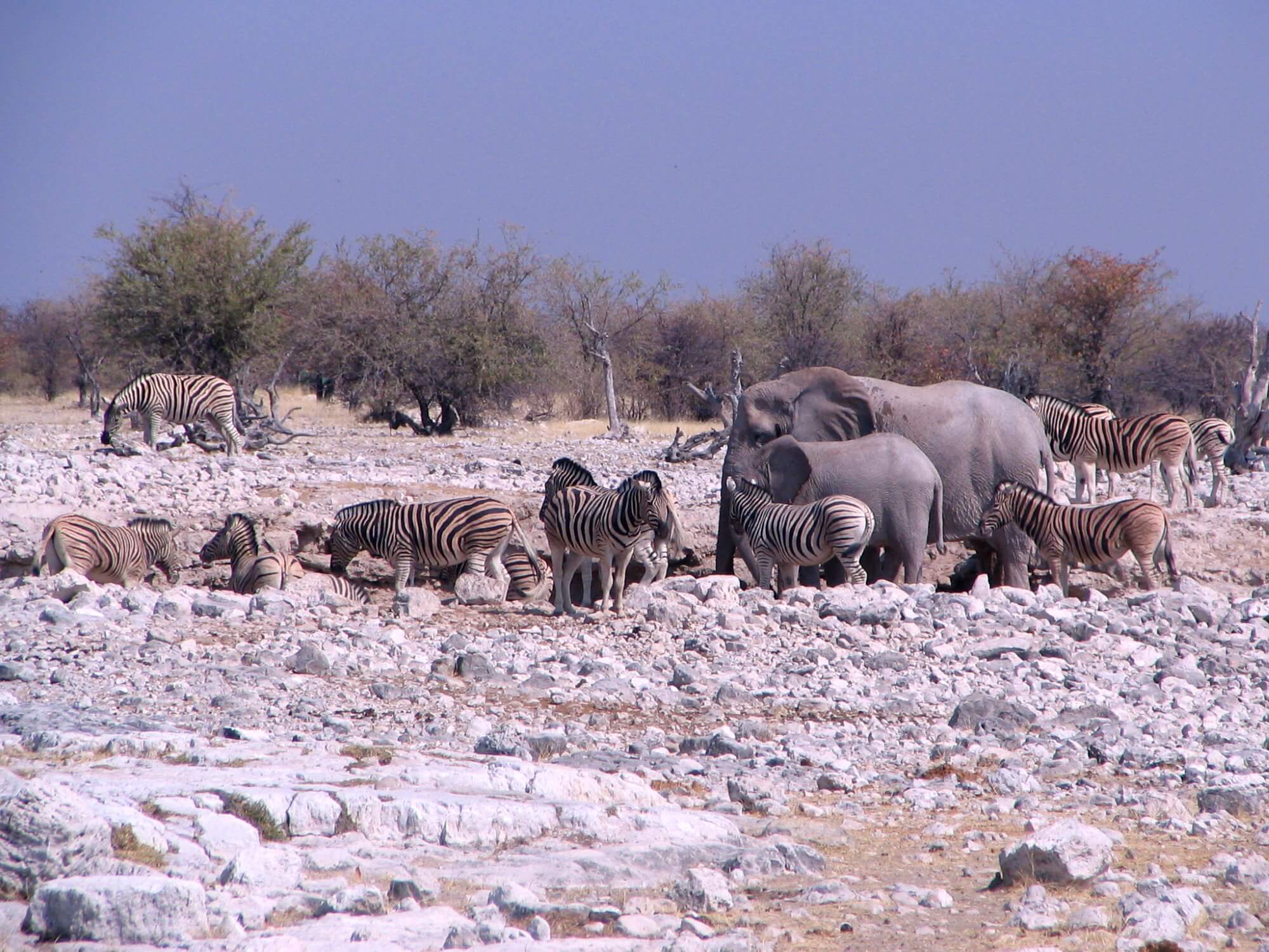 Namibia Waterhole